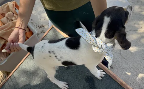 Adopt Pegi