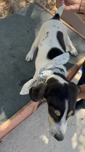 Adopt Pegi