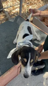 Adopt Pegi