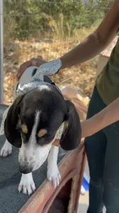 Adopt Pegi