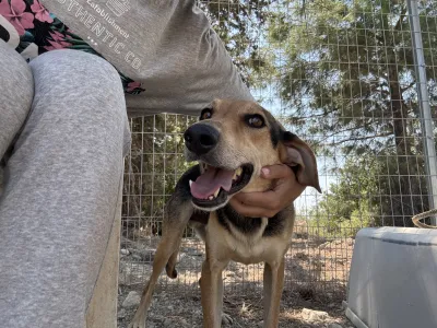 Adoptie hond Antonio