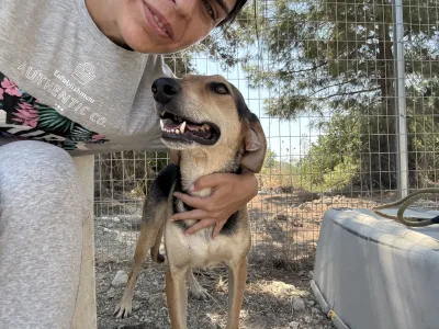 Adoptie hond Antonio