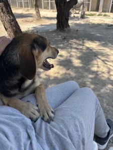 Adoptie hond Antonio