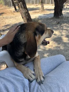 Adoptie hond Antonio