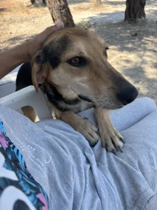 Adoptie hond Antonio