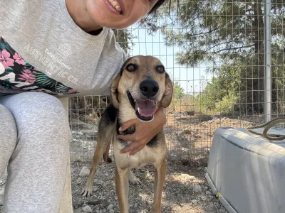 Adoptie hond Antonio