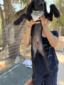 Hund Bily adoptieren