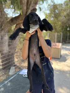 Hund Bily adoptieren