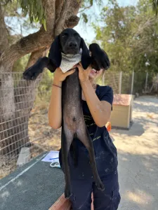 Hund Bily adoptieren