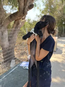 Hund Bily adoptieren