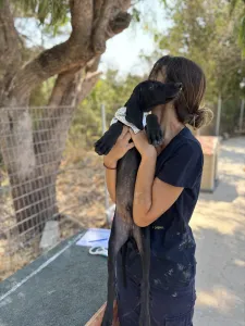 Hund Bily adoptieren