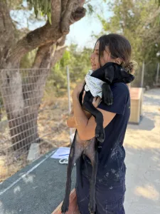 Hund Bily adoptieren