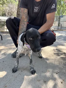 Adopt Pegi