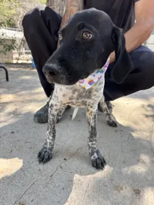 Adopt Eleni