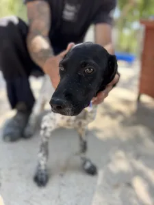 Adopt Eleni