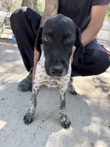 Adopt Eleni