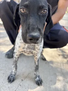Adopt Eleni