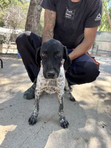Adopt Eleni