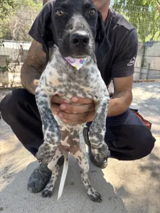Adopt Eleni