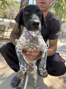 Adopt Eleni