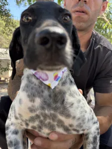 Adopt Eleni