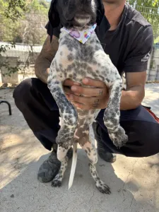 Adopt Eleni