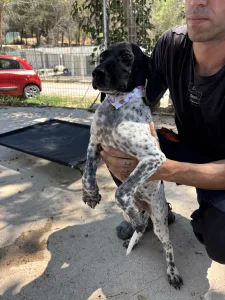 Adopt Eleni
