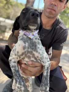 Adopt Eleni
