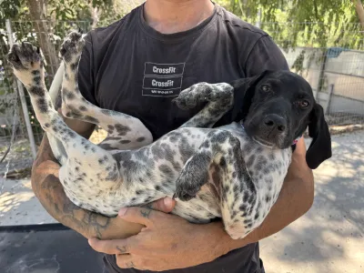 Adopt Eleni
