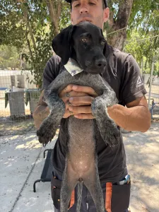 Adopt Pegi