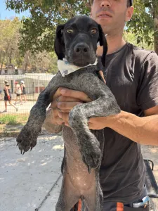 Adopt Pegi