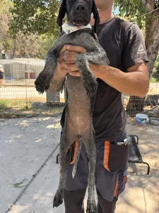 Adopt Pegi