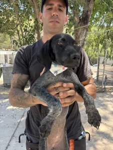 Adopt Pegi