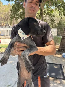 Adopt Pegi