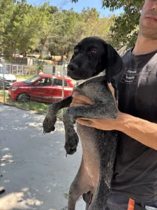 Adopt Pegi