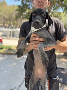 Adopt Pegi