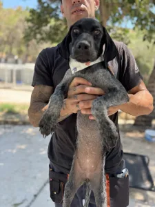 Adopt Pegi