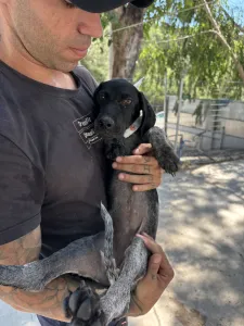 Adopt Pegi
