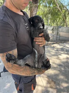 Adopt Pegi