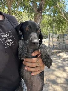 Adopt Pegi