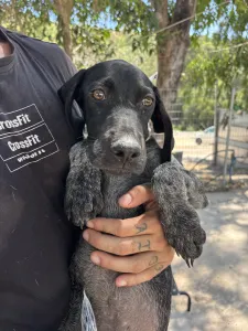 Adopt Pegi