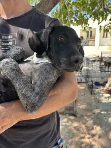 Adopt Pegi