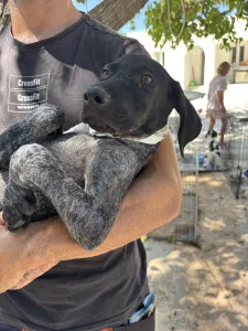 Adopt Pegi