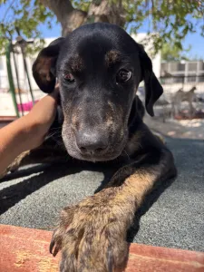Adoption profile for Beki