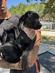 Adopt Eli