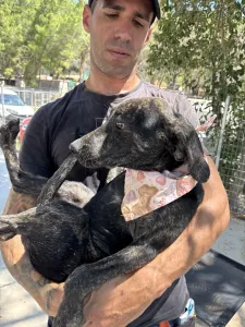 Adopt Eli