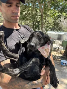 Adopt Eli