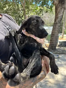 Adopt Eli