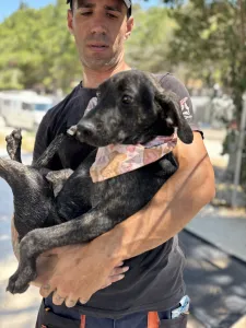 Adopt Eli