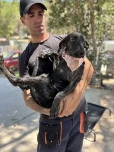 Adopt Eli